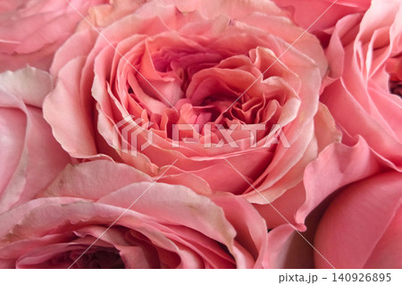 Romantic Pink Rose Petals: Floral Elegance for Wedding Decor and Invitations 140926895