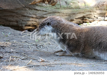 Resting Otter in Natural Habitat at Zoo - Wildlife Photography for Posters and Educational Materials Resting Otter in Natural Habitat at Zoo - Wildlife Photography for Posters and Educational Materials 140926950
