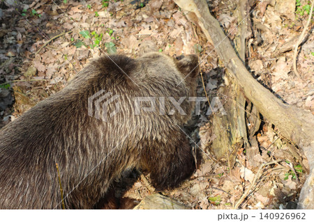 Brown Bear in Natural Forest Habitat During Springtime Exploration Brown Bear in Natural Forest Habitat During Springtime Exploration 140926962