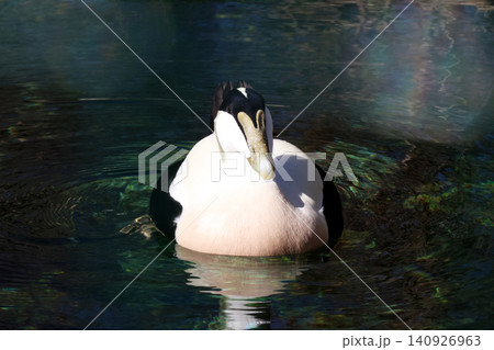 Eider Duck Floating Serenely on Rippled Water Surface Eider Duck Floating Serenely on Rippled Water Surface 140926963