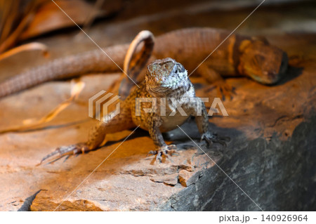 Lizard Duo on Rocky Surface in Natural Habitat for Wildlife Photography Lizard Duo on Rocky Surface in Natural Habitat for Wildlife Photography 140926964