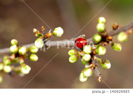 Spring Awakening: Ladybug on Budding Branch in Nature Spring Awakening: Ladybug on Budding Branch in Nature 140926985