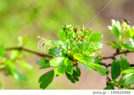 Spring Blossom of Hawthorn Branch with Fresh Green Leaves for Nature and Botanical Designs 140926986