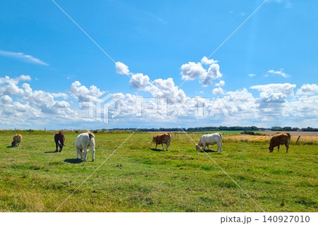 Cows Grazing in Idyllic Countryside Landscape Under Vibrant Blue Sky Cows Grazing in Idyllic Countryside Landscape Under Vibrant Blue Sky 140927010