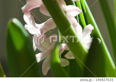 Spring Bloom: Delicate Pink Hyacinth with Green Leaves for Botanic Decor and Design Spring Bloom: Delicate Pink Hyacinth with Green Leaves for Botanic Decor and Design 140927019