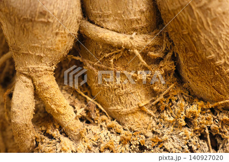 Close-Up of Textured Brown Roots in Natural Environment for Biological Studies Close-Up of Textured Brown Roots in Natural Environment for Biological Studies 140927020