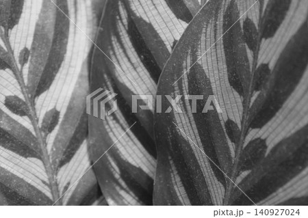 Abstract Botanical Patterns: Nature-Inspired Designs for Art and Decoration 140927024