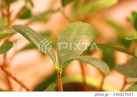 Close-Up of Fresh Green Foliage in Natural Light for Botanical Design Projects Close-Up of Fresh Green Foliage in Natural Light for Botanical Design Projects 140927025