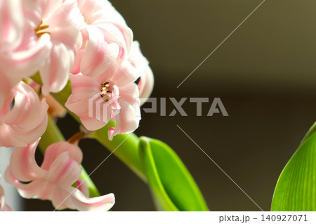 Delicate Pink Hyacinth Blossom with Bright Green Leaves for Floral Design Projects Delicate Pink Hyacinth Blossom with Bright Green Leaves for Floral Design Projects 140927071