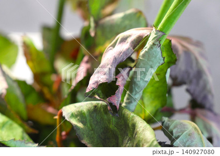 Close-Up of Wilting Green and Purple Leaves with Stems for Botanical Study and Environmental Themes Close-Up of Wilting Green and Purple Leaves with Stems for Botanical Study and Environmental Themes 140927080