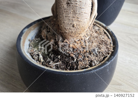 Exploring the roots of a bonsai tree in a black pot on wooden surface Exploring the roots of a bonsai tree in a black pot on wooden surface 140927152