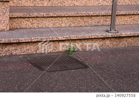 Resilience of Nature: Green Plant Grows Through Pavement Near Stone Steps Resilience of Nature: Green Plant Grows Through Pavement Near Stone Steps 140927558