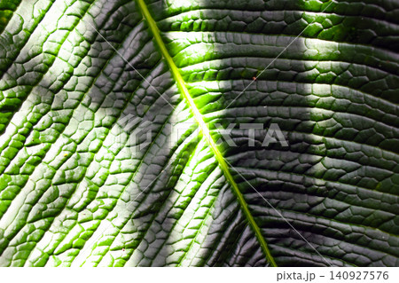 Close-Up of Sunlit Green Leaf Showing Veins and Texture for Nature Background or Print Close-Up of Sunlit Green Leaf Showing Veins and Texture for Nature Background or Print 140927576