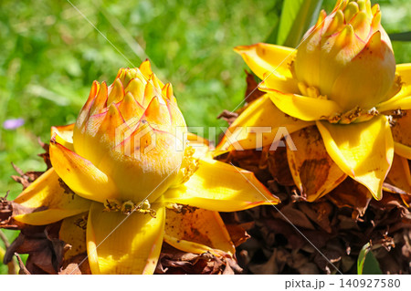 Vibrant Yellow Banana Flowers in Bloom Against Lush Greenery Vibrant Yellow Banana Flowers in Bloom Against Lush Greenery 140927580