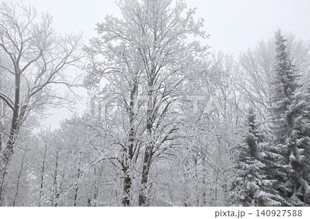 Serene Winter Forest with Snow-Covered Trees Perfect for Seasonal Prints and Cards 140927588