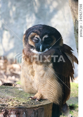 Peaceful Owl in Natural Habitat for Wildlife Observation and Education 140927598