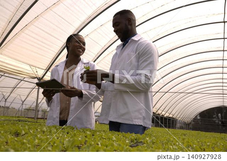 African american colleagues examining lettuce seedlings in greenhouse with tablet, plant trays African american colleagues examining lettuce seedlings in greenhouse with tablet, plant trays 140927928