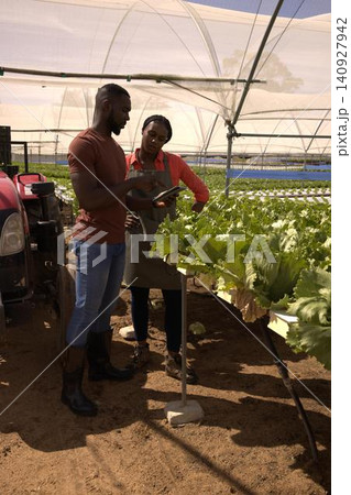 African american coworkers inspecting lettuce troughs using tablet in greenhouse by red tractor African american coworkers inspecting lettuce troughs using tablet in greenhouse by red tractor 140927942