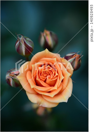 Orange Rose with Buds｜オレンジのバラと蕾 140928493