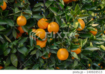Vibrant orange tree laden with ripe fruit in a sunlit garden during afternoon Vibrant orange tree laden with ripe fruit in a sunlit garden during afternoon 140928513