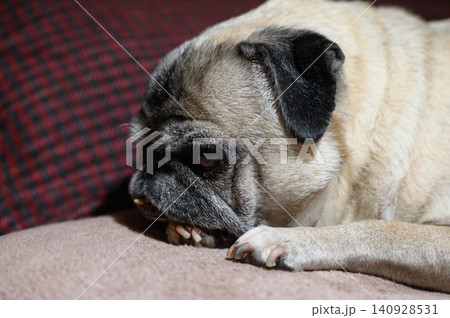Playful Pug Puppy Peeking Over the Back of a Sofa Playful Pug Puppy Peeking Over the Back of a Sofa 140928531