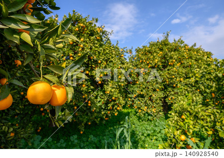 Vibrant oranges hang from branches in a lush grove under a bright blue sky Vibrant oranges hang from branches in a lush grove under a bright blue sky 140928540