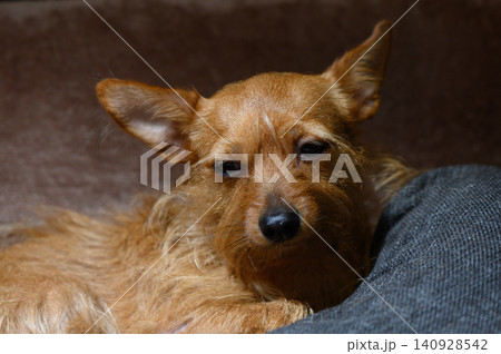 Small Mixed Terrier Dog with Reddish Fur and Big Ears 140928542