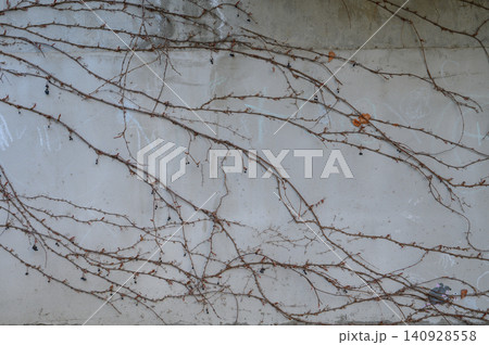 Dry climbing vines Parthenocissus tricuspidata on concrete wall texture background Dry climbing vines Parthenocissus tricuspidata on concrete wall texture background 140928558