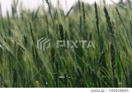 Golden blades sway gently under the soft afternoon sun on a serene countryside field 140928663
