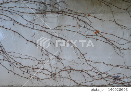 Dry vine tendrils on concrete wall abstract natural texture background Dry vine tendrils on concrete wall abstract natural texture background 140928698