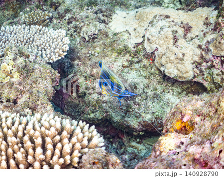 大きく美しいサザナミヤッコ、ツノダシ他。美しいサンゴ礁と熱帯魚の群れ。 安慶名敷島沖縄県島尻郡慶良間 大きく美しいサザナミヤッコ、ツノダシ他。美しいサンゴ礁と熱帯魚の群れ。 安慶名敷島沖縄県島尻郡慶良間 140928790