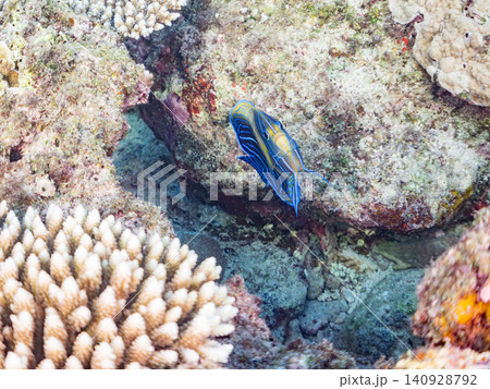 大きく美しいサザナミヤッコ、ツノダシ他。美しいサンゴ礁と熱帯魚の群れ。 安慶名敷島沖縄県島尻郡慶良間 大きく美しいサザナミヤッコ、ツノダシ他。美しいサンゴ礁と熱帯魚の群れ。 安慶名敷島沖縄県島尻郡慶良間 140928792