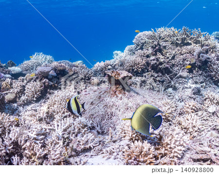 大きく美しいサザナミヤッコ、ツノダシ他。美しいサンゴ礁と熱帯魚の群れ。 安慶名敷島沖縄県島尻郡慶良間 大きく美しいサザナミヤッコ、ツノダシ他。美しいサンゴ礁と熱帯魚の群れ。 安慶名敷島沖縄県島尻郡慶良間 140928800