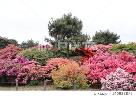 群馬県舘林市のつつじが岡公園の風景 群馬県舘林市のつつじが岡公園の風景 140928875