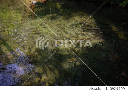 初夏の滋賀県米原市醒ヶ井水産試験場にはマスなどの淡水魚が飼育されは花が咲き誇り楽しい見学ができます。 初夏の滋賀県米原市醒ヶ井水産試験場にはマスなどの淡水魚が飼育されは花が咲き誇り楽しい見学ができます。 140929409