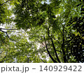 新緑の木々を見上げる 140929422