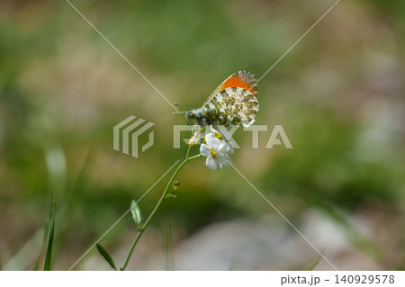 Orange tip butterfly on a white flower, highlighting delicate pollination and the rich biodiversity of alpine ecosystems. Orange tip butterfly on a white flower, highlighting delicate pollination and the rich biodiversity of alpine ecosystems. 140929578