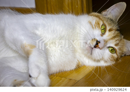 Close-Up Portrait of a Calico Domestic Cat with Bright Green Eyes Close-Up Portrait of a Calico Domestic Cat with Bright Green Eyes 140929624