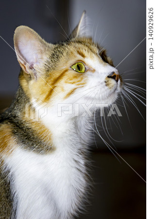Close-Up Portrait of a Calico Domestic Cat with Bright Green Eyes Close-Up Portrait of a Calico Domestic Cat with Bright Green Eyes 140929626
