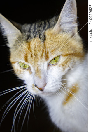 Close-Up Portrait of a Calico Domestic Cat with Bright Green Eyes Close-Up Portrait of a Calico Domestic Cat with Bright Green Eyes 140929627