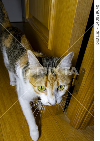 Close-Up Portrait of a Calico Domestic Cat with Bright Green Eyes Close-Up Portrait of a Calico Domestic Cat with Bright Green Eyes 140929640