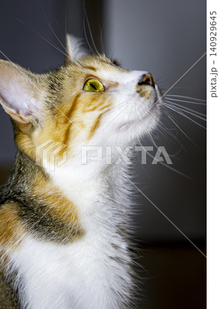 Close-Up Portrait of a Calico Domestic Cat with Bright Green Eyes Close-Up Portrait of a Calico Domestic Cat with Bright Green Eyes 140929645