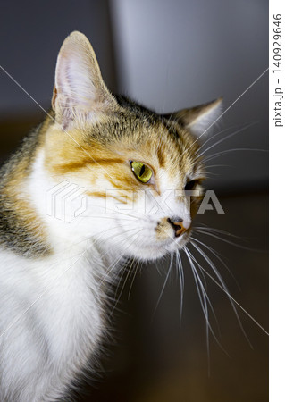 Close-Up Portrait of a Calico Domestic Cat with Bright Green Eyes Close-Up Portrait of a Calico Domestic Cat with Bright Green Eyes 140929646