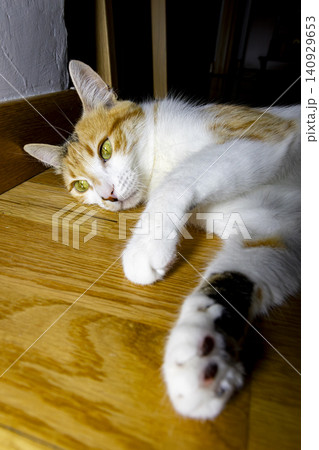 Close-Up Portrait of a Calico Domestic Cat with Bright Green Eyes Close-Up Portrait of a Calico Domestic Cat with Bright Green Eyes 140929653