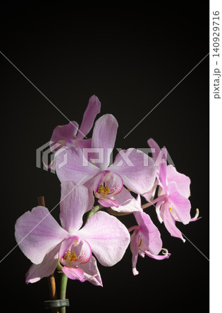 Macro shot of a light lilac Phalaenopsis orchid Macro shot of a light lilac Phalaenopsis orchid 140929716