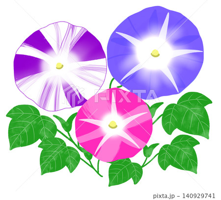 夏の朝にカラフルな大輪の花を咲かせる朝顔 140929741