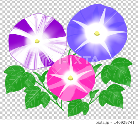 夏の朝にカラフルな大輪の花を咲かせる朝顔 140929741