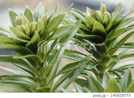 Asiatic Lily (Lilium asiatic hybrid) with upright stems, glossy green, narrow lance-shaped leaves. Asiatic Lily (Lilium asiatic hybrid) with upright stems, glossy green, narrow lance-shaped leaves. 140929773