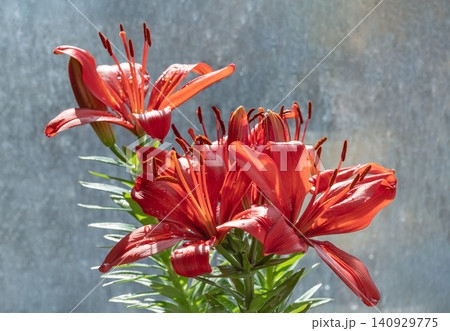 Water droplets on the vibrant red petals of blooming Lilium philadelphicum. Water droplets on the vibrant red petals of blooming Lilium philadelphicum. 140929775