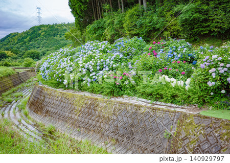 兵庫県福崎町にある、「あじさいの小道」に咲く満開のアジサイ 兵庫県福崎町にある、「あじさいの小道」に咲く満開のアジサイ 140929797
